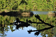 Laguna Guagua Sumaco