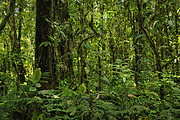 Wald beim Vulkan Sumaco