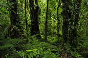 Wald beim Vulkan Sumaco