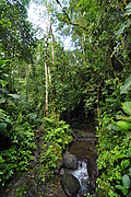 Wald beim Vulkan Sumaco