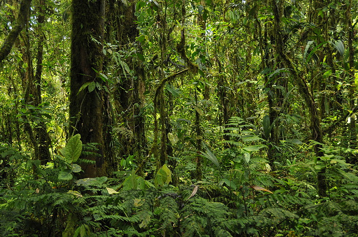 Wald beim Vulkan Sumaco