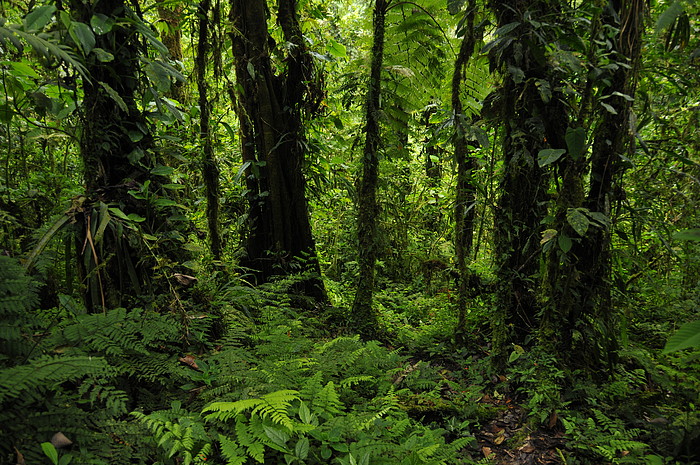 Wald beim Vulkan Sumaco