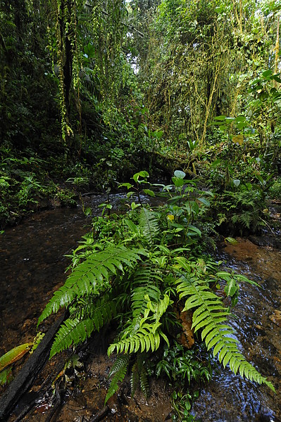 Wald beim Vulkan Sumaco