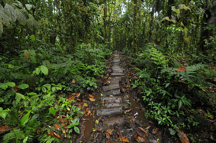 Weg durch den Regenwald zum Vulkan Sumaco 