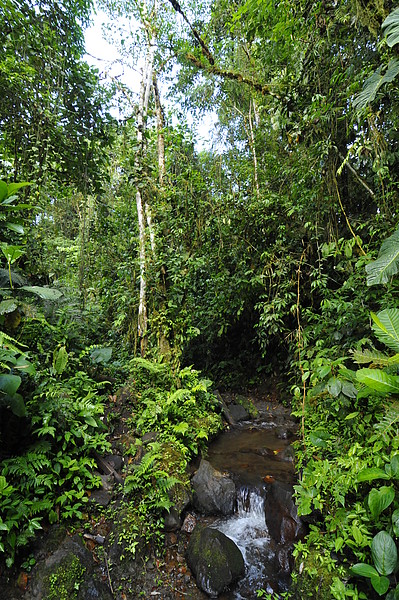 Wald beim Vulkan Sumaco