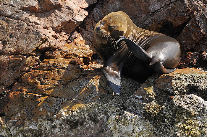 Seelwe (lobos del mar)