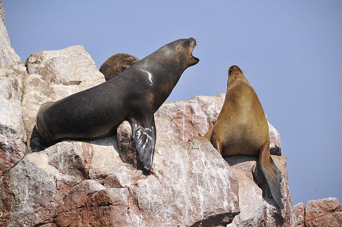 Seelwen (lobos del mar)