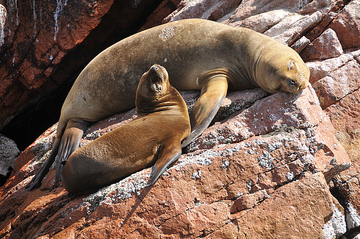 Seelwen (lobos del mar)