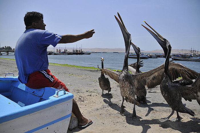 Ein Mann lockt fr Touristen Pelikane an