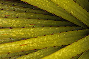 Blätter der Puya Raimondi