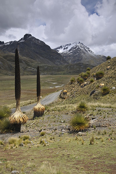 Puya Raymondi am Wegrand