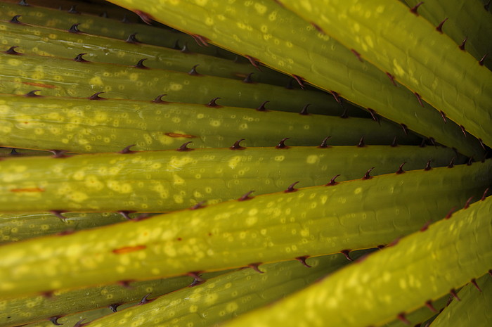 Bltter der Puya Raimondi