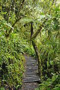 Bergweg zum Pukutusi bei Aguas Caliente