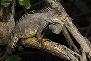 Leguan