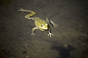 Frosch im Wasser