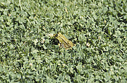 Frosch im Gras