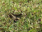 Frosch im Gras