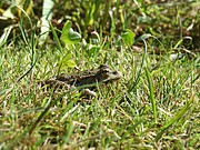 Frosch im Gras