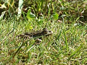 Frosch im Gras