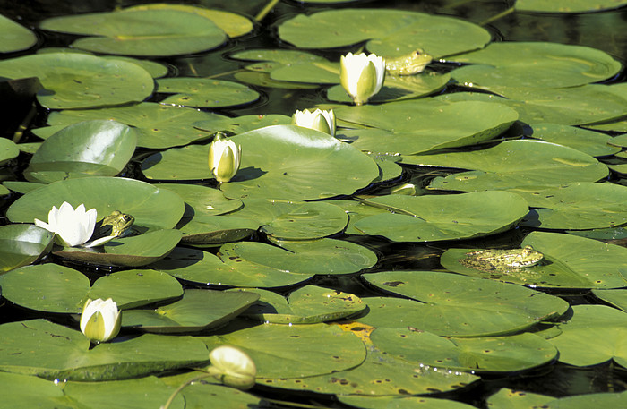 Frosch in den Seerosen