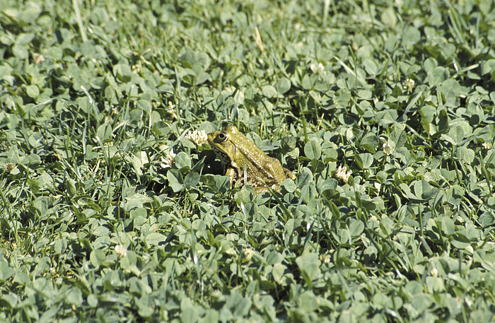 Frosch im Gras