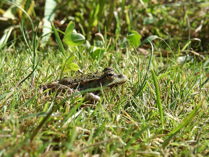 Frosch im Gras