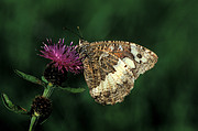 Schmetterling