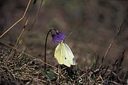 Schmetterling