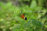 Schmetterling im Podocarpus National Park