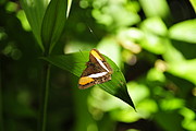 Schmetterling im Podocarpus National Park