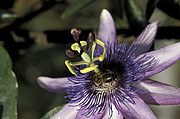 Passiflora