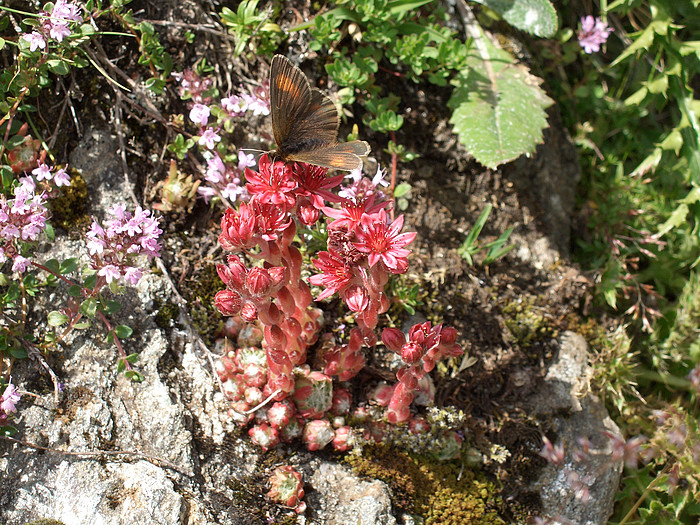 Schmetterling und Blumen im Val de Nendaz