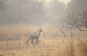 Indische Antilope