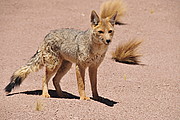 Zutraulicher Fuchs