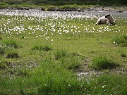 Schaf im Wollgras