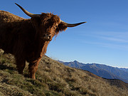 Schottisches Hochland Rind