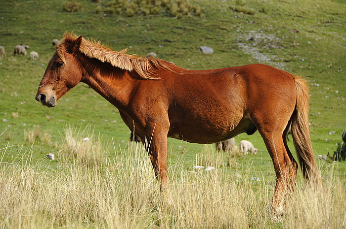 Pferd