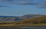 Fliegende Flamingos