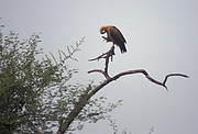 Adler