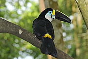 Tucan