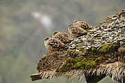 Vögel bei Ollantaytambo