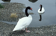 Patagonischer Schwan