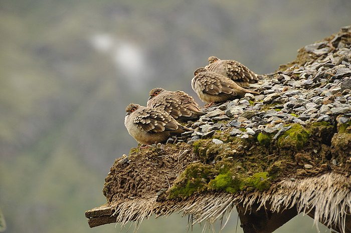 Vgel bei Ollantaytambo