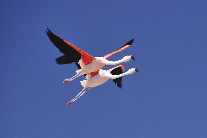 Flamingos Andinas