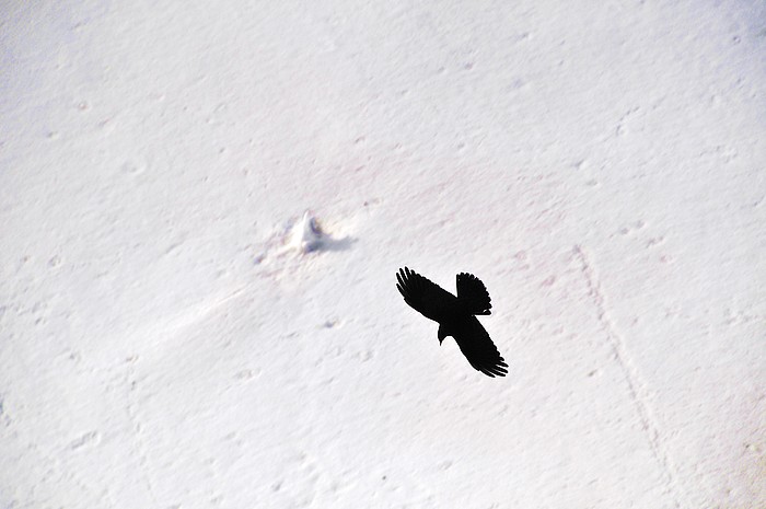 Vogelperspektive