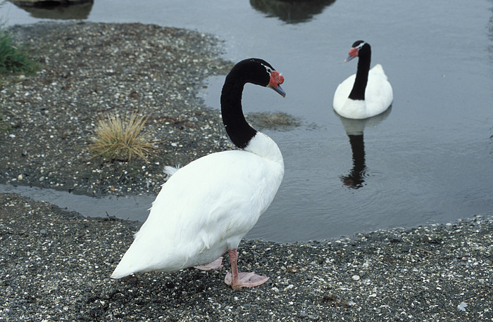 Patagonischer Schwan