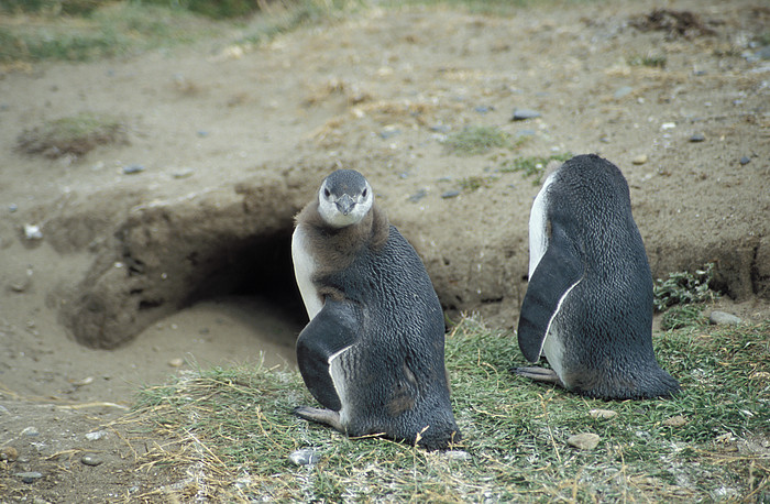 Magellan Pinguin beim Seno Otway