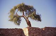 Baum