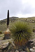 Puya Raimondi