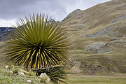 Puya Raimondi